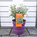 Vŕba plstnatá (Salix candida) ´ICEBERG ALLEY´® FIRST EDITION -výška 20-30 cm, kont. C2L